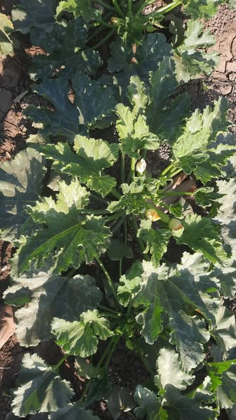 ايه الحل في الكوسة وجمعها ضعيف